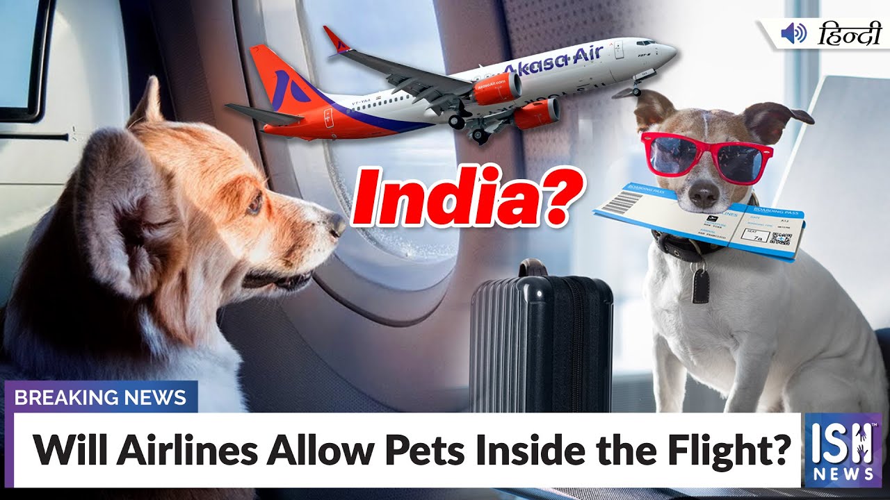Will Airlines Allow Pets Inside the Flight? ISH News YouTube