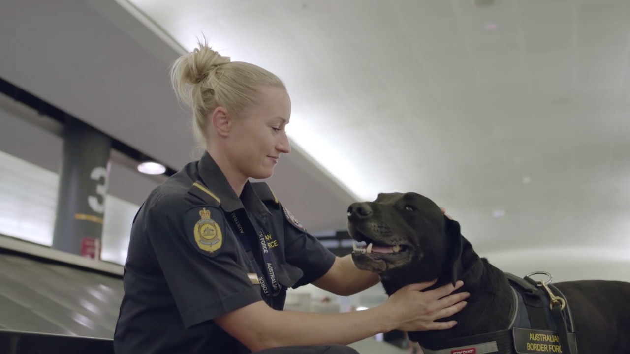 A Day In The Life Of Airport Detector Dogs