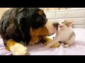 Bernese Mountain Dog Meets New Baby Kitten for the First Time