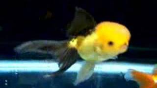 Download Lagu Goldfish Dance MP3 Download Lagu Goldfish Dance MP3