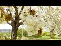 八戸市新井田公園の御衣黄桜／白バージョン