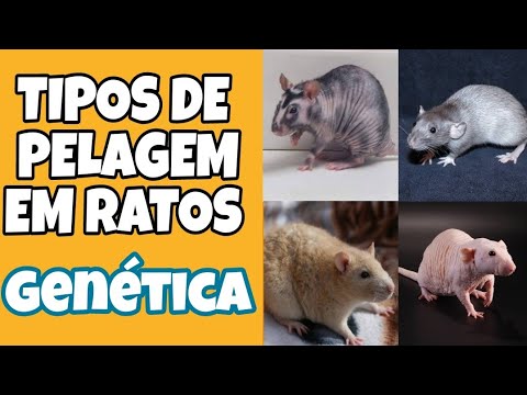 Vídeo: Ratos e seus tipos, cores e padrões