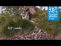 Laddie news  not foul play police and scottish wildlife trust statement 15 may 2024