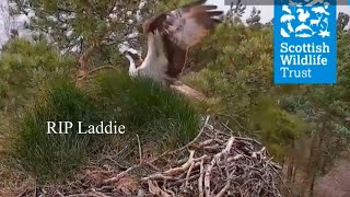 Laddie: News  not foul play. Police and Scottish Wildlife Trust statement 15 May 2024