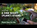 Chatuchak Plant Night Market — Ep 133