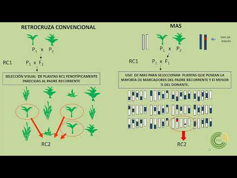 Vídeo: Mapeo QTL Para La Calidad De La Fibra Y Los Rasgos Relacionados Con El Rendimiento A Través De Múltiples Generaciones En La Segregación De La Población De CCRI 70
