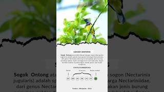 Sogok Ontong | Olive Backed Sunbird | Sriganti