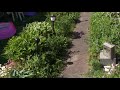 Мирикария лисохвостная-нежный кустарник в вашем саду.