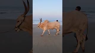 Big Massive Bull On Beach | Goa #Incredibleindia #Travel