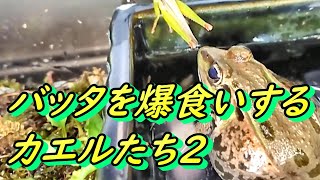 バッタを爆食いするカエルたち２ 日本のカエルとガサガサ映像と写真