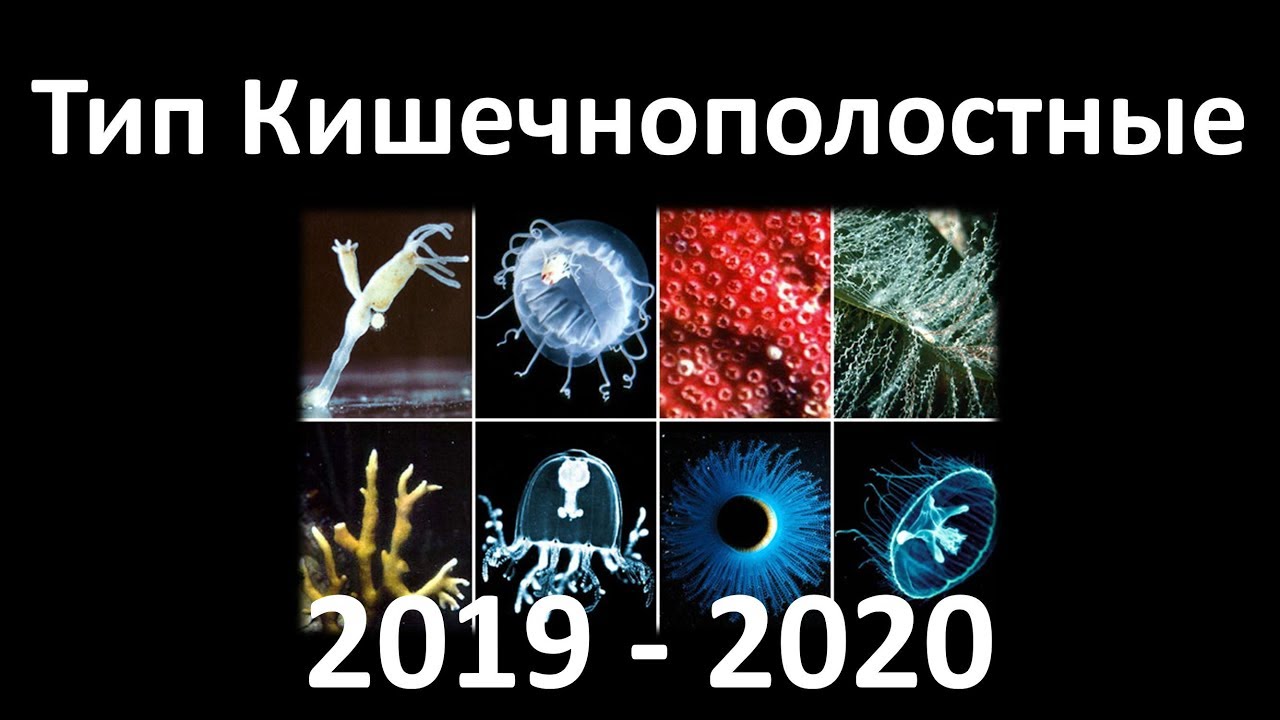 4. Кишечнополостные  (7 класс) - биология, подготовка к ЕГЭ и ОГЭ 2020