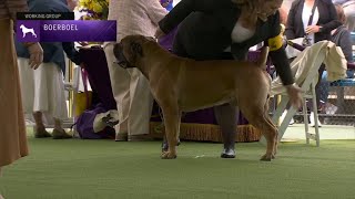 Boerboels | Breed Judging 2023