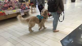 Training around HIGH DISTRACTION at Holyoke Mall  3 SDiT service dog teams