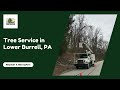 Professional Tree Service in Lower Burrell, PA | Solid Oak Tree Service