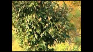 Teri Aankhi Batauni [Full Song] Birma Bandol