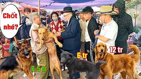 Độc đáo chợ phiên ngày 10-11 quá nhiều chó to đẹp.