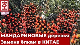 Мандариновое дерево в Китае - замена новогодней ёлки