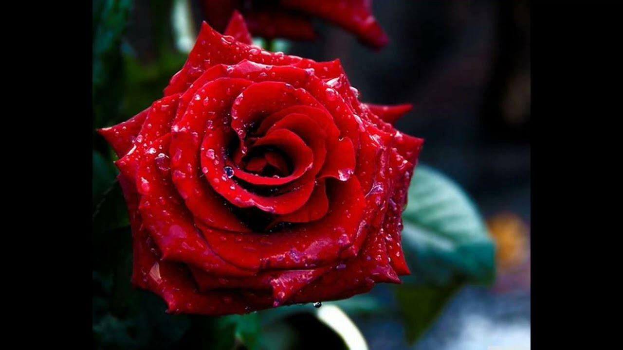 Melange des chanson et orchestres