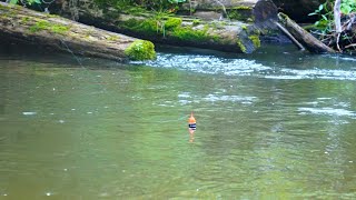 Skinny Water King Salmon BOBBER DOWNS + Spinner Strikes (Michigan 2022)