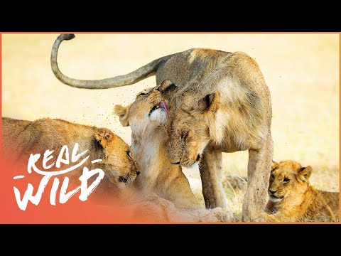 Pride Of Lions Prey On Injured Elephant Cub (Wildlife Documentary) | Real Wild