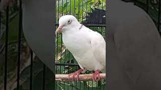 Download Lagu Suara jantan puter putih kalung hitam#anggungan #burung #puteralbino #puter #kalimantan #shorts MP3 Download Lagu Suara jantan puter putih kalung hitam#anggungan #burung #puteralbino #puter #kalimantan #shorts MP3