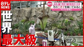 最大の特徴はニオイ…“世界最大級”の花が咲く「ショクダイオオコンニャク」　東京・調布（2021年6月25日放送「news every.」より）