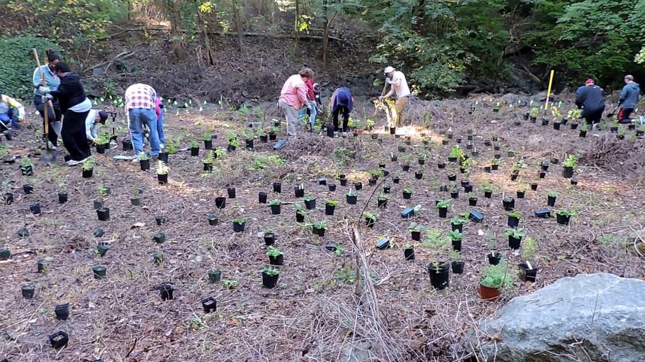 Arlington Parks & Rec Digs In Day YouTube