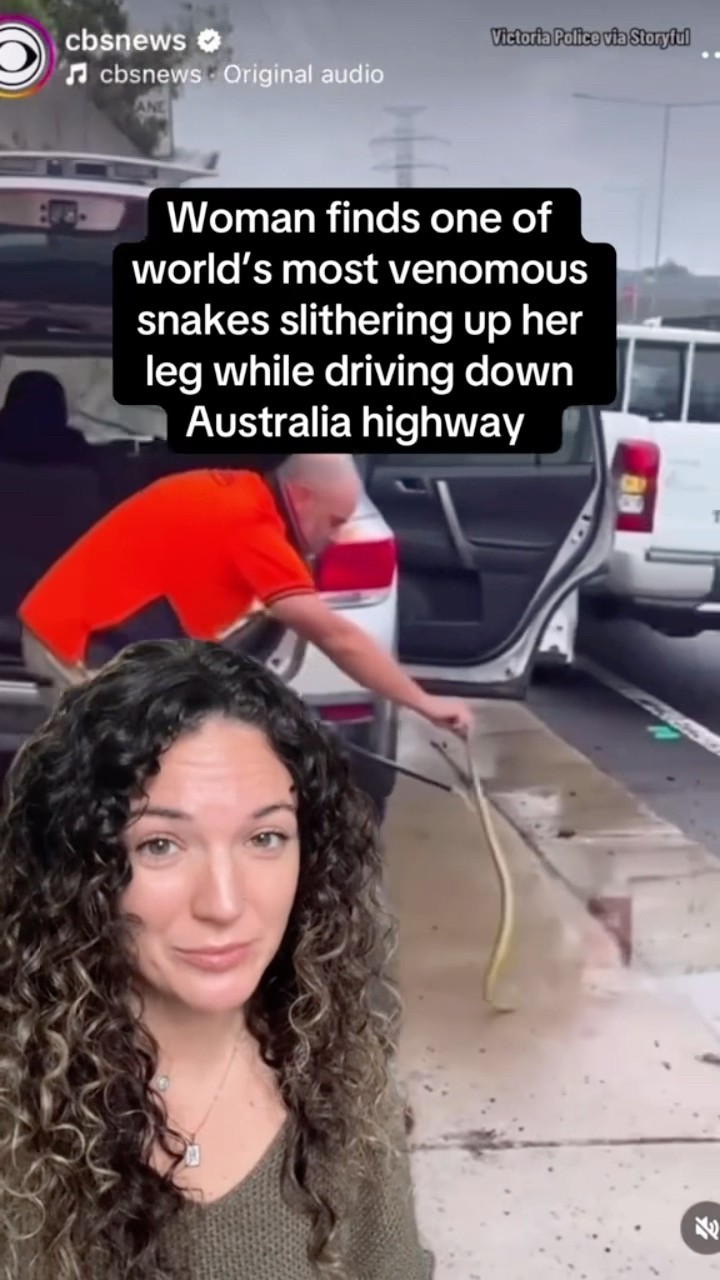 Details on woman who found venomous snake slithering up her leg while driving #shorts