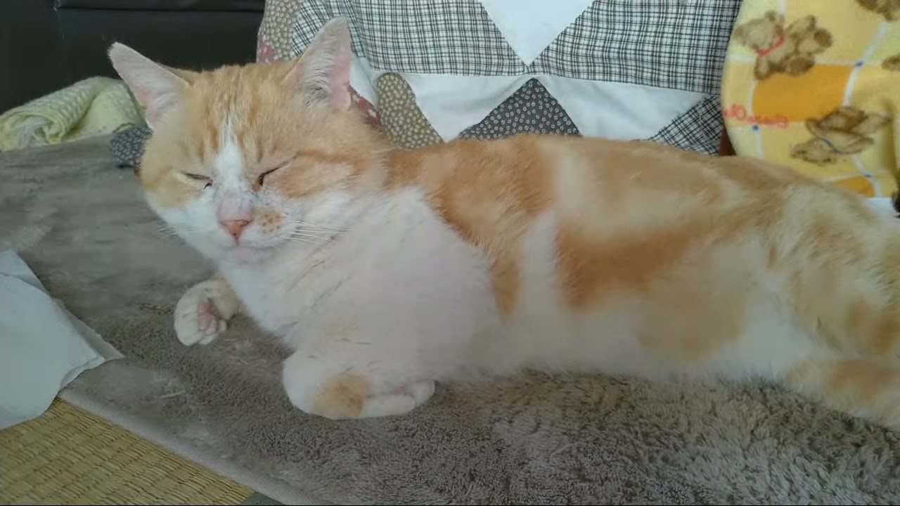 しおねこ 猫砂 ネオ砂 おから オーガニック (10L×5袋) 固まる 燃やせる