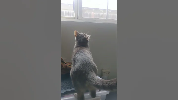 Watch the video about White van kedisi cat is taking a nap but grey tabby want to play instead #shorts