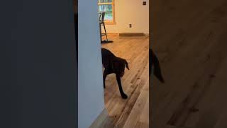 Violet Came in Fighting — And She Never Stopped #Shorts #DogRescue #RescueDogsRockNYC