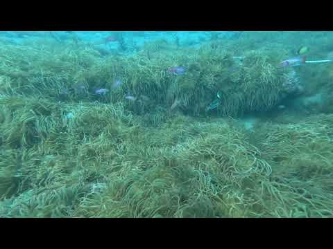 【千葉県館山市・沖ノ島】透明度15m超え!沈船ダイビング(旧海軍水雷艇)と黒根の絶景スポットを紹介!