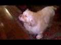 Clumber Spaniel responds to "You Shall Not Pass, Dog" の動画、YouTube動画。