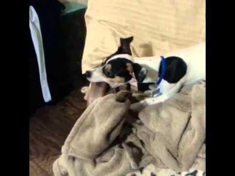 what happens if a dog eats wood what happens if a dog eats wood