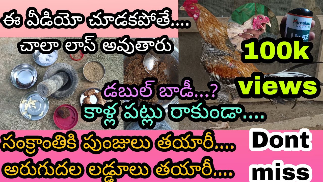 how to prepare roosters in pongal festival in telugu//అరుగుదల లడ్డూలు తయారీ.? తప్పక చూడాల్సిన వీడియో