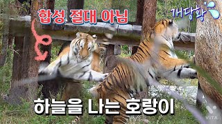 빅웃음  백두대간 호숲에는 날라다니는 호랑이가 산다 Famous Tiger in Korea, cat tiger #태범 #무궁 #백두대간호랑이