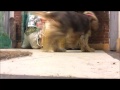 Easy Dog Training Tip Easy Dog Training Tip