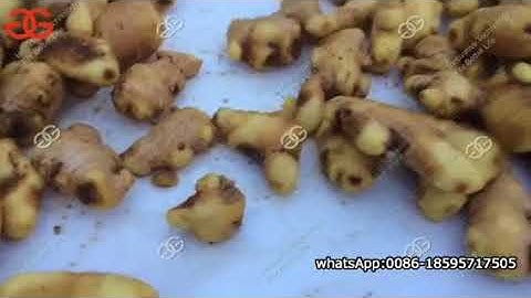 Commercial Ginger Washing Slicing Drying Machine Video