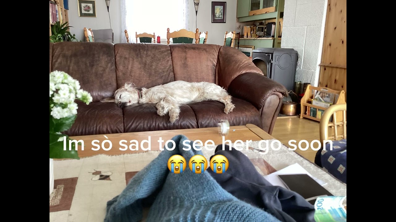 My grandma’s dog is about to die do to old age🥺😭😭😭