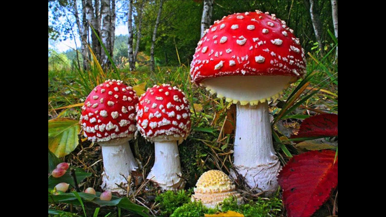 Amunita Muscaria