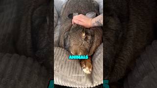 Animals That Are Going To Extinct In 2026 #animals #ytshorts #shorts