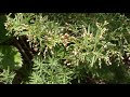 Asperula purpurea gallium purpureum