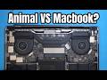 This Macbook Was Attacked by a Cat...