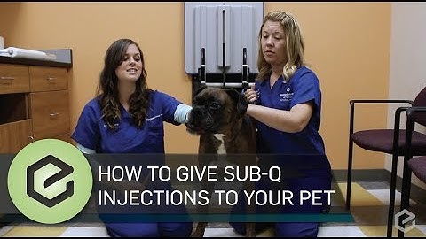 How To Give Prescribed Sub Q Injections to Your Pet
