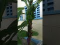 Fresh Kele Shorts Ytshorts Shortsfeed Freshfruits Fresh Kele Shorts Ytshorts Shortsfeed Freshfruits