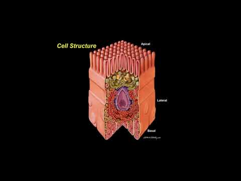 Histologie - La Cellule