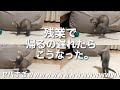 【フェレット】帰りが遅れてストレスMAXになるとこうなるwwww【赤ちゃん】