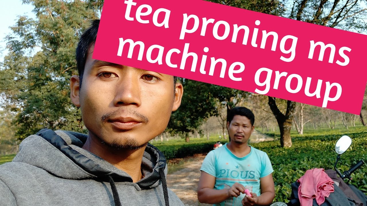 Tea proning best formula with machine || how to tea prooning with machine