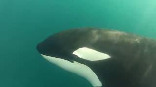 Orcas de nuevo en San Carlos, Mayo 2016