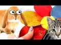 Кролика Баффи И котенок Макс Сборник серий домашние животные делают подарки
